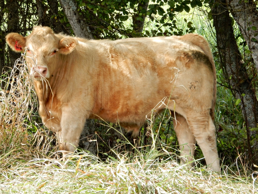 BC Livestock Sale Image