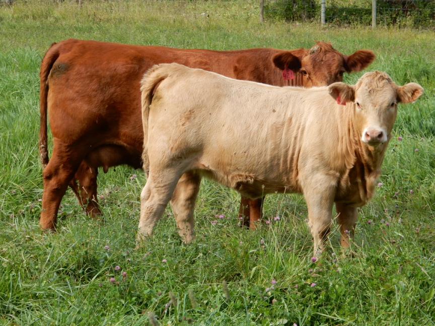 BC Livestock Sale Image