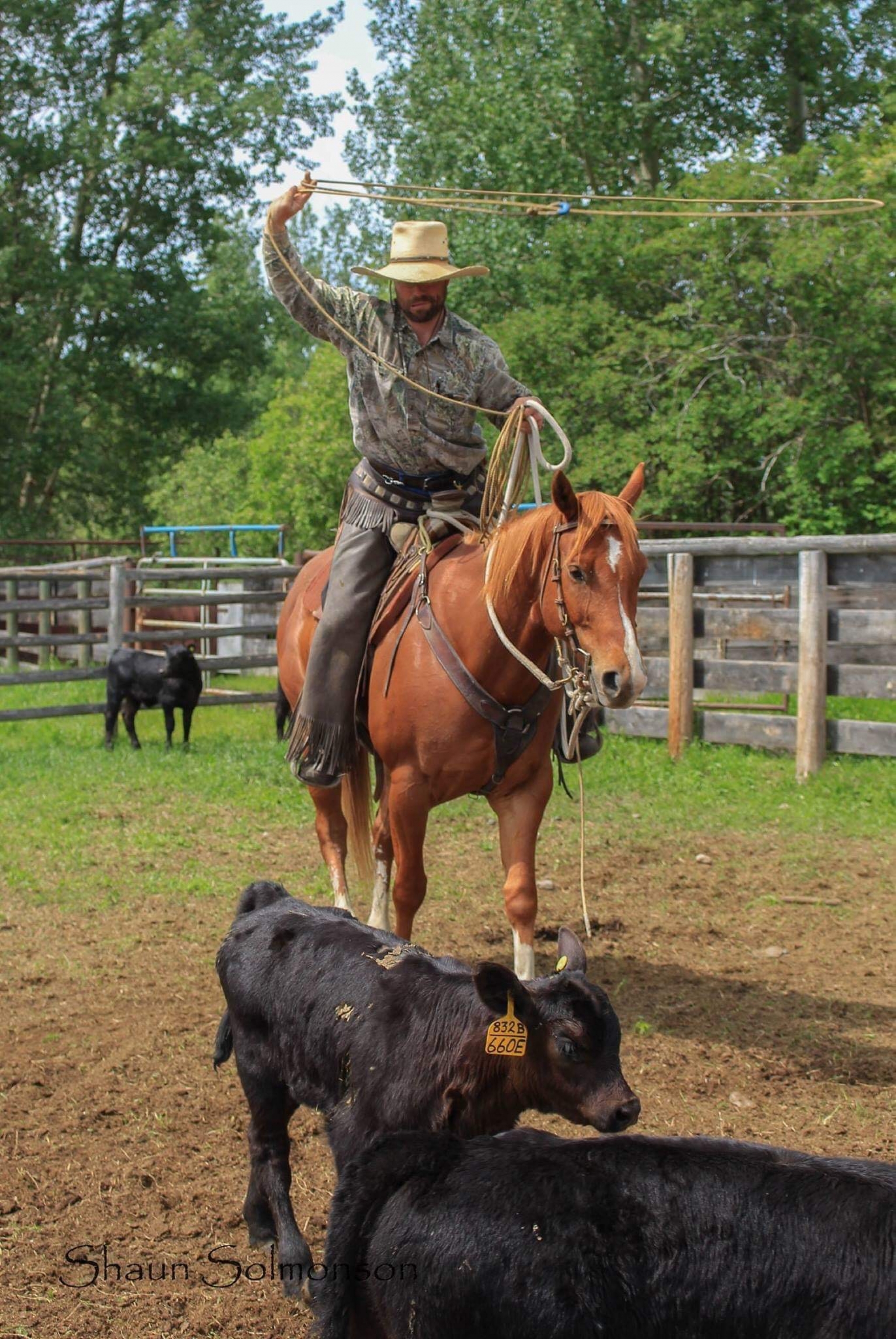 BC Livestock Sale Image