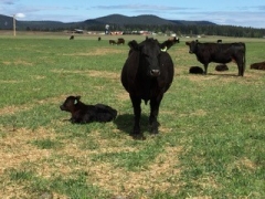 BC Livestock Sale Image