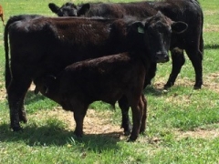 BC Livestock Sale Image
