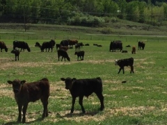 BC Livestock Sale Image