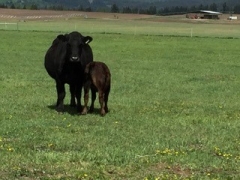 BC Livestock Sale Image