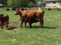 BC Livestock Sale Image