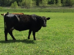 BC Livestock Sale Image