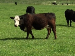 BC Livestock Sale Image