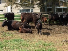 BC Livestock Sale Image