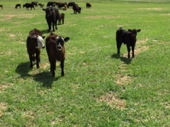 BC Livestock Sale Image