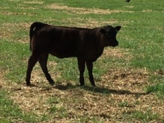 BC Livestock Sale Image