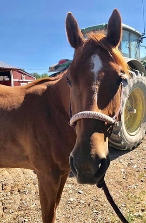 BC Livestock Sale Image