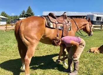 BC Livestock Sale Image