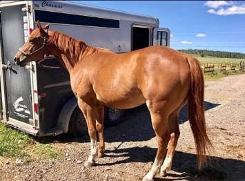 BC Livestock Sale Image