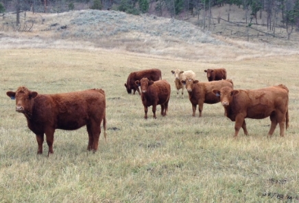 BC Livestock Sale Image