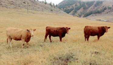 BC Livestock Sale Image