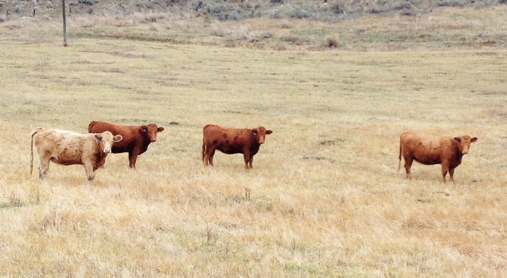 BC Livestock Sale Image
