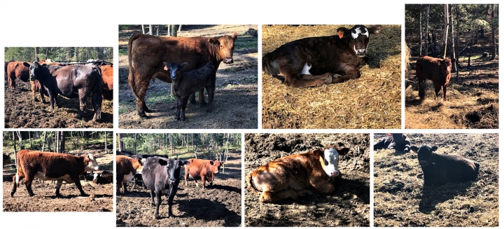 BC Livestock Sale Image