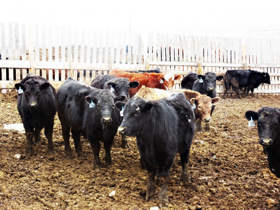 BC Livestock Sale Image