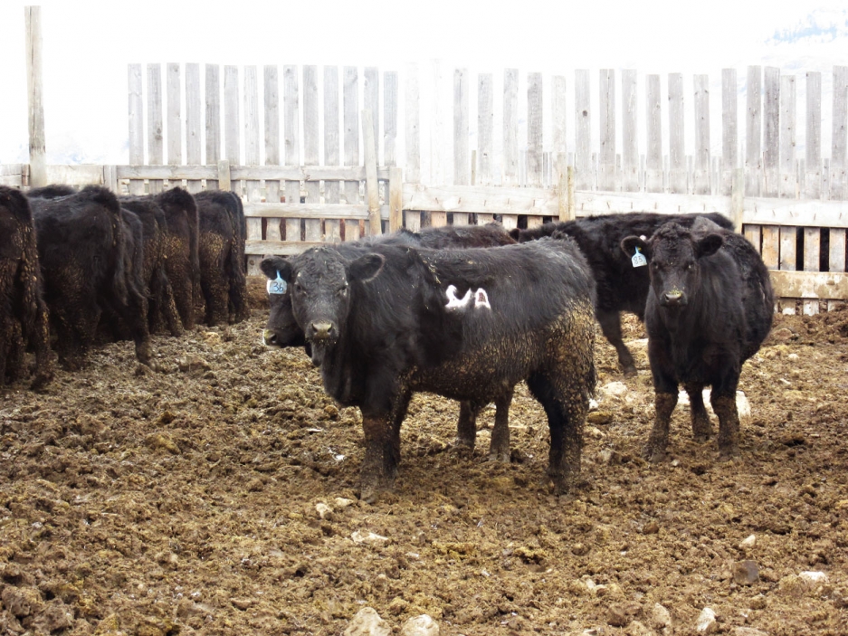 BC Livestock Sale Image