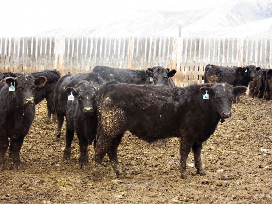 BC Livestock Sale Image