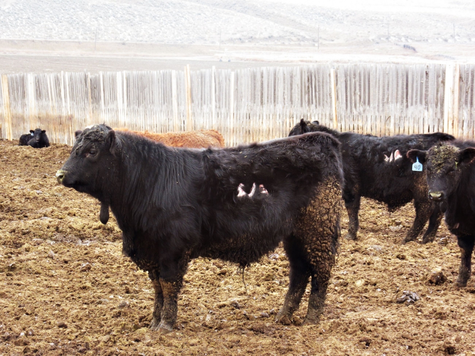 BC Livestock Sale Image