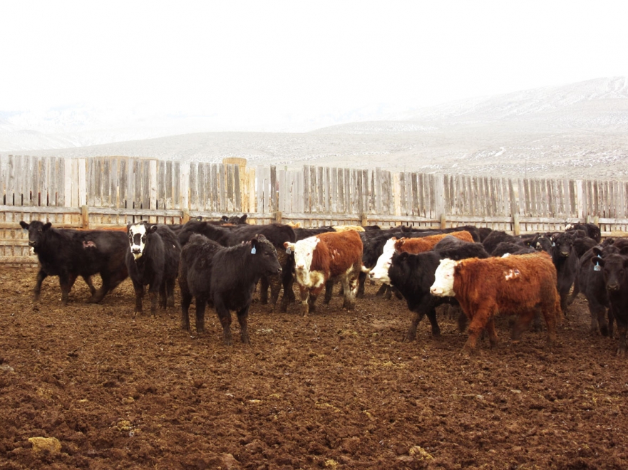BC Livestock Sale Image