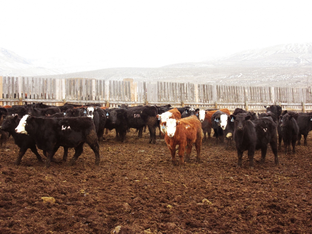 BC Livestock Sale Image