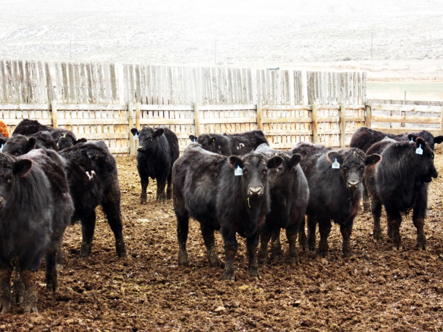 BC Livestock Sale Image