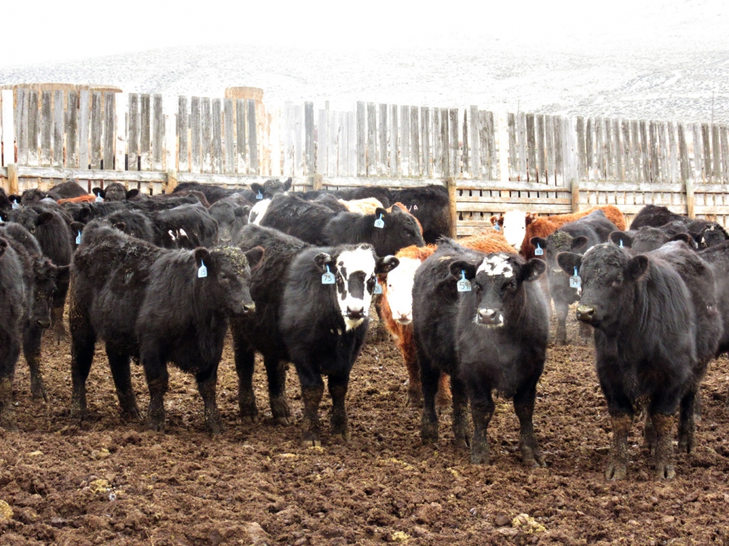 BC Livestock Sale Image