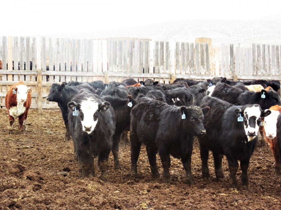 BC Livestock Sale Image