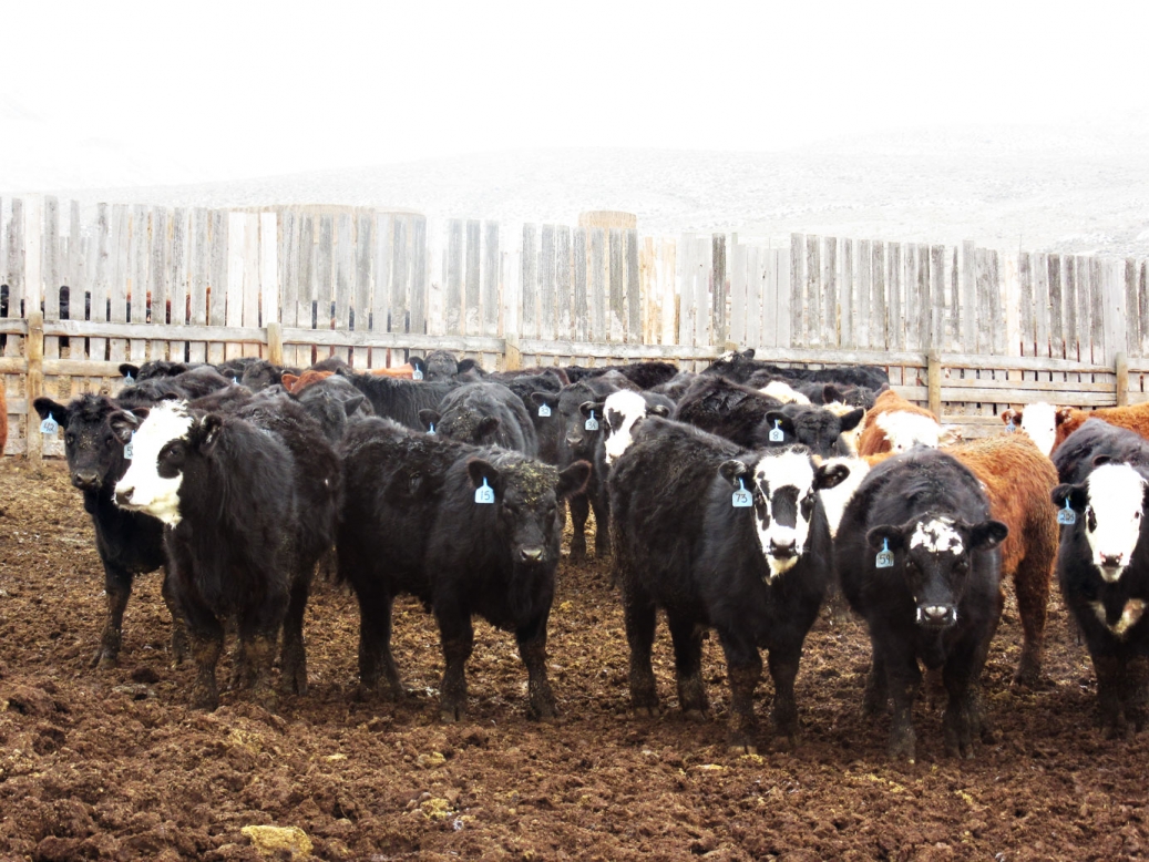 BC Livestock Sale Image