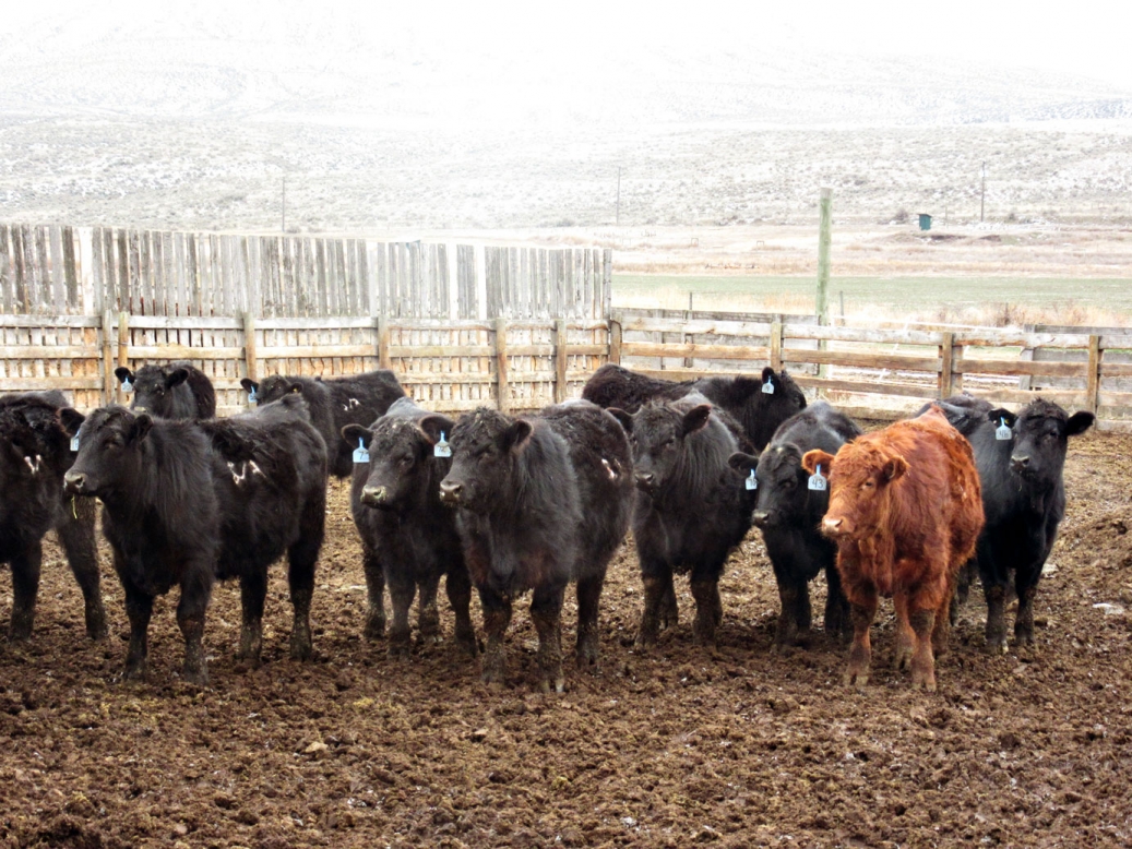 BC Livestock Sale Image