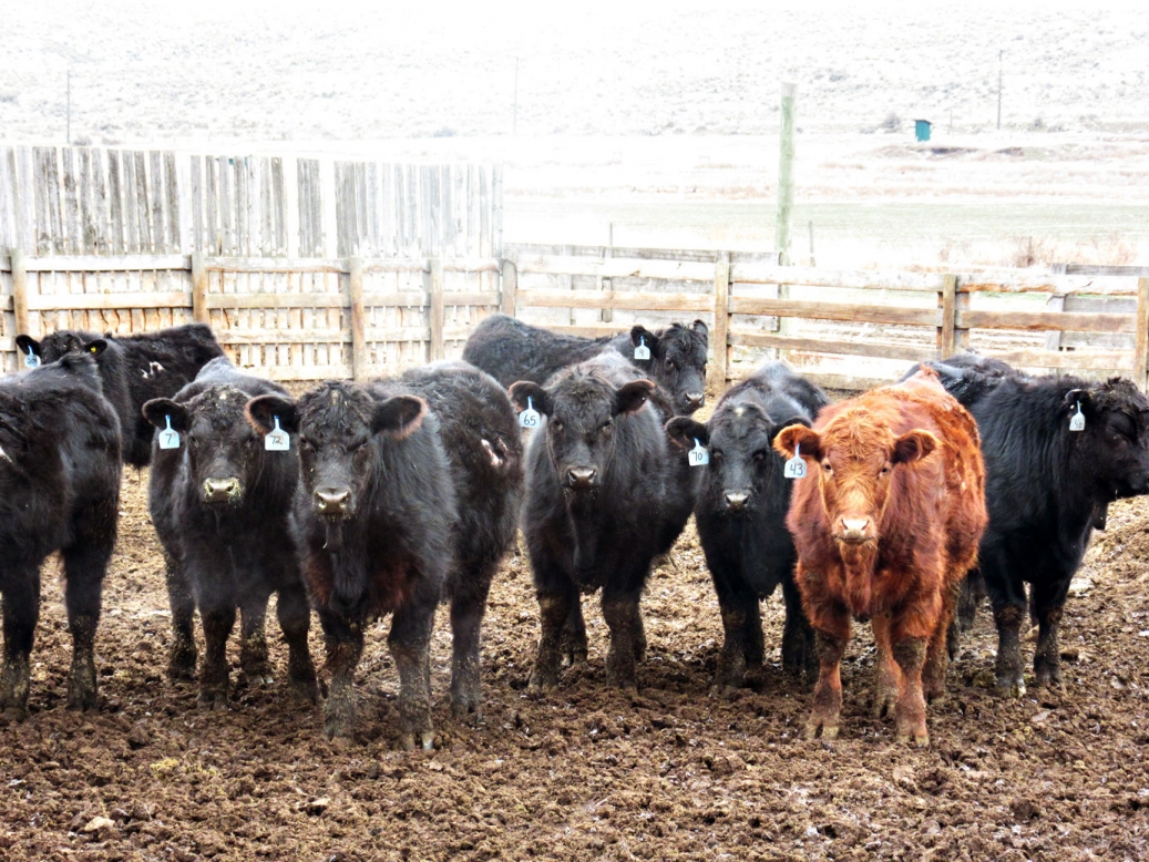 BC Livestock Sale Image