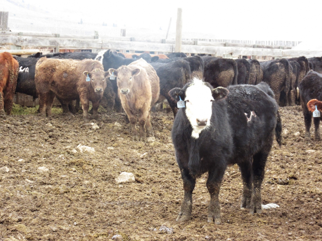 BC Livestock Sale Image