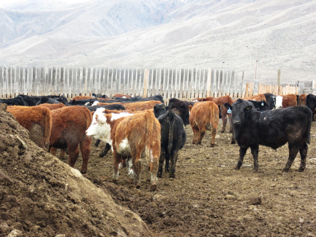 BC Livestock Sale Image