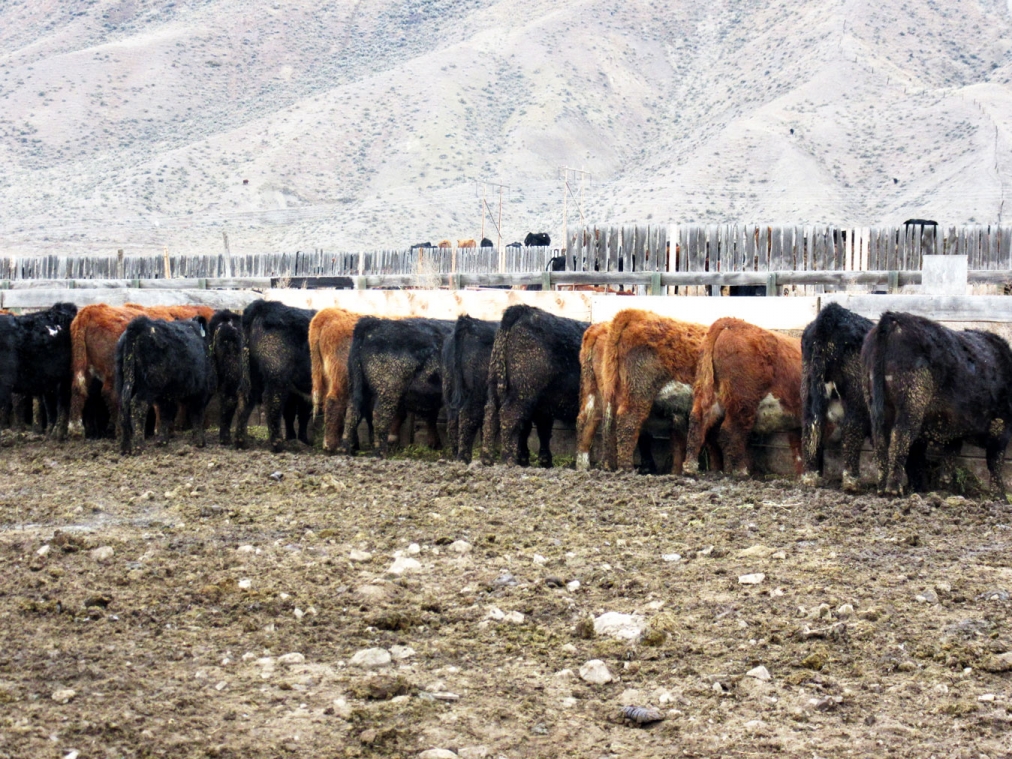 BC Livestock Sale Image