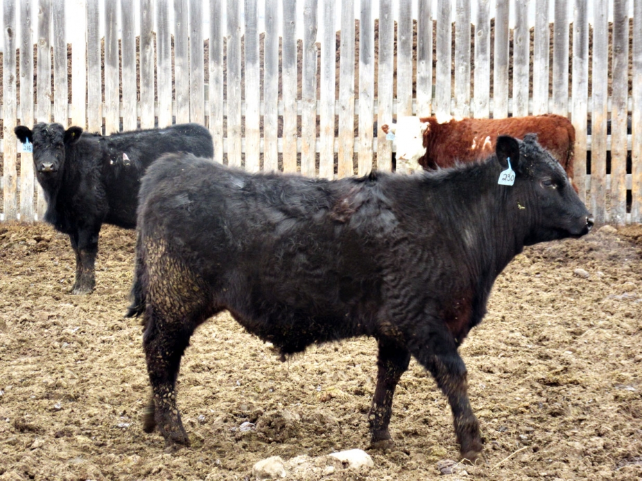 BC Livestock Sale Image