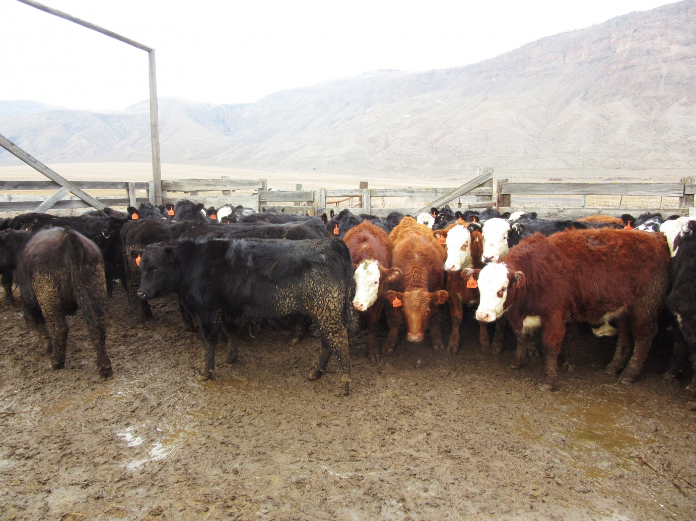 BC Livestock Sale Image