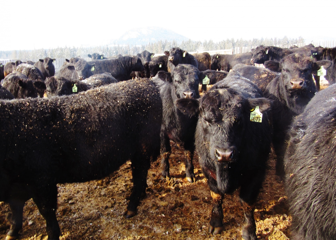 BC Livestock Sale Image
