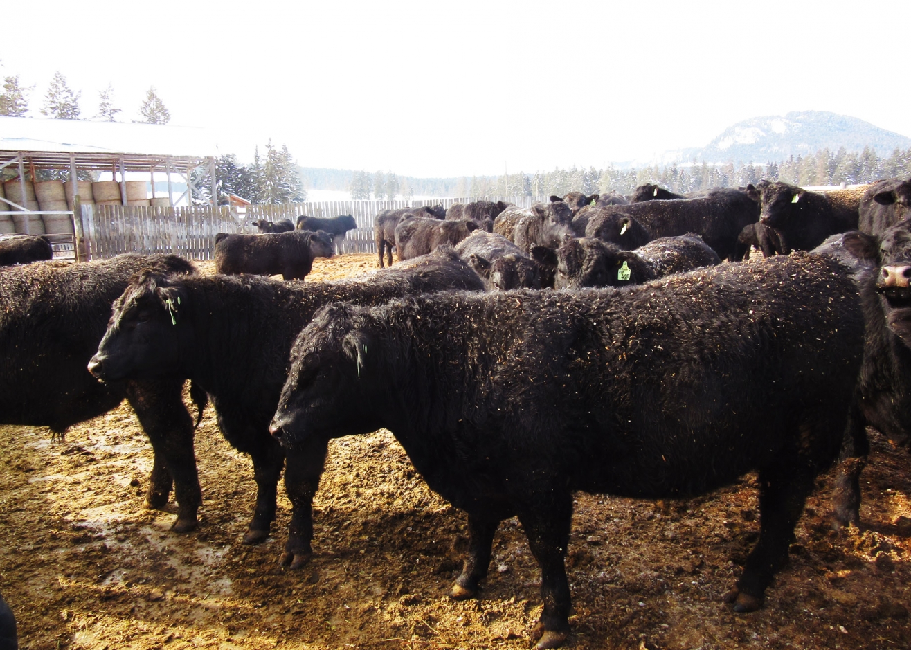 BC Livestock Sale Image