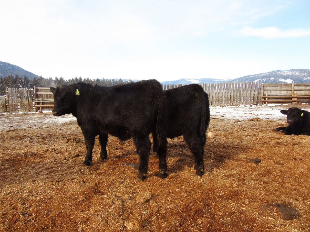 BC Livestock Sale Image