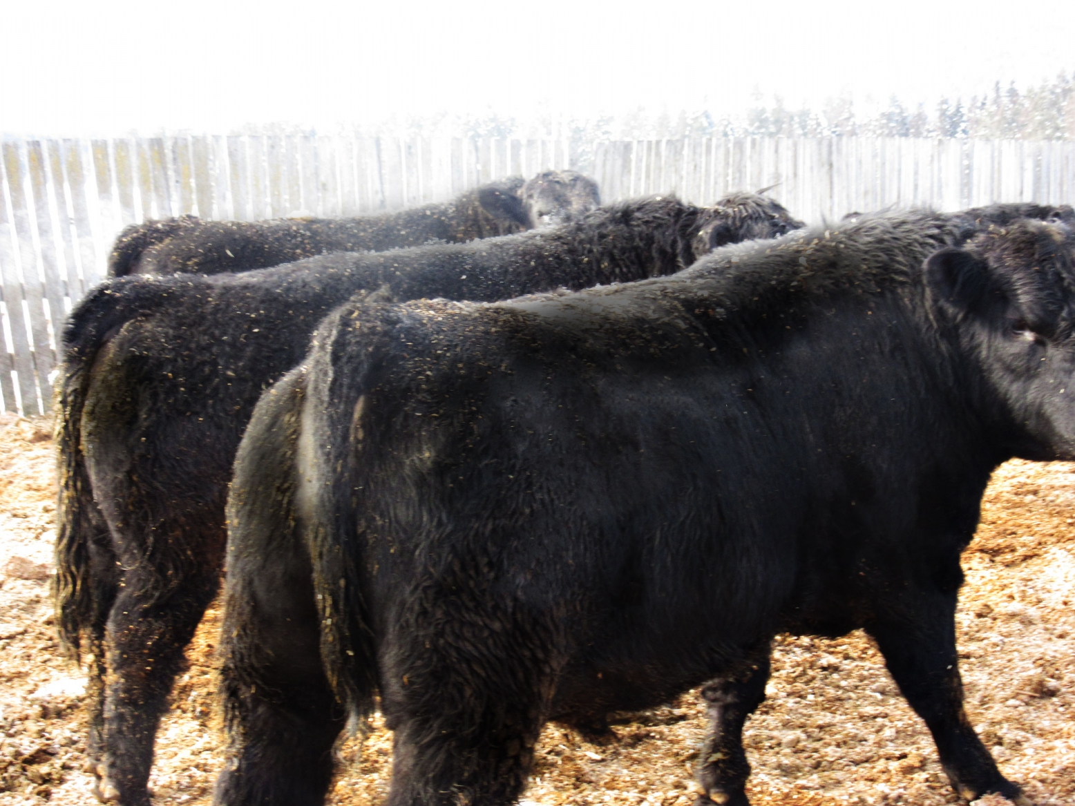 BC Livestock Sale Image