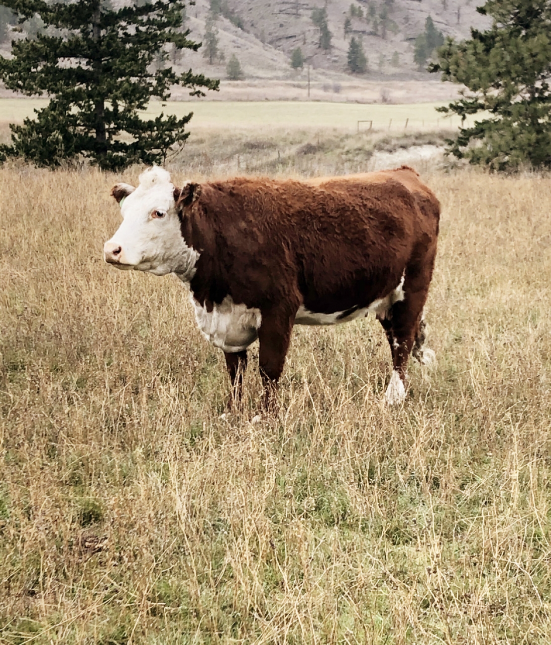 BC Livestock Sale Image