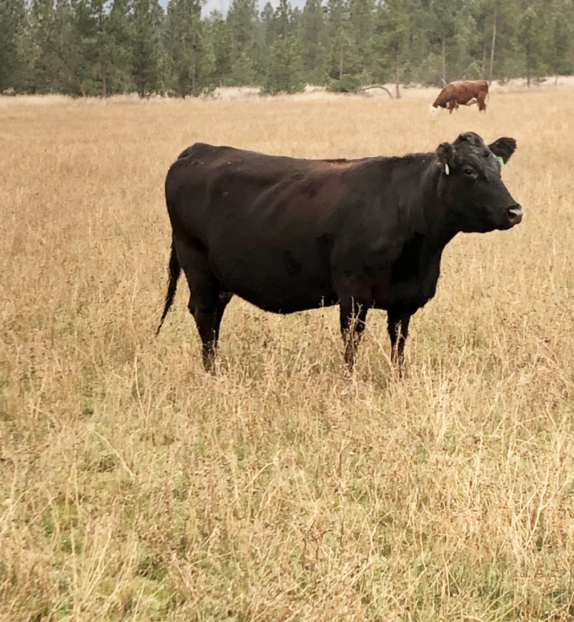 BC Livestock Sale Image