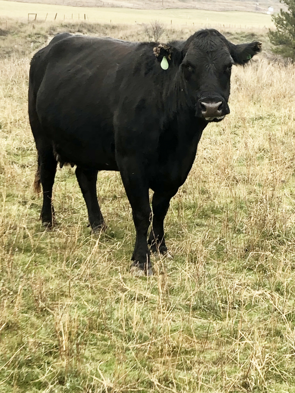 BC Livestock Sale Image