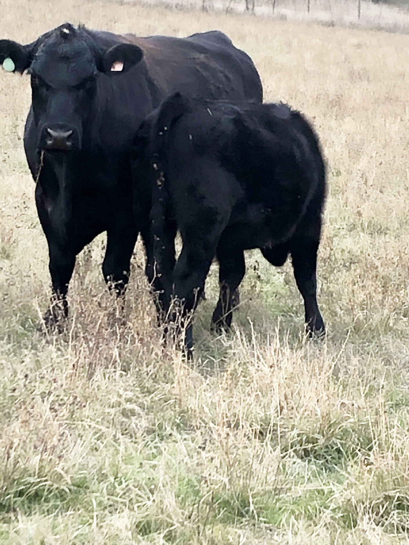 BC Livestock Sale Image