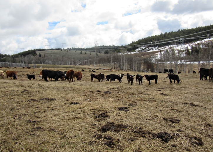BC Livestock Sale Image