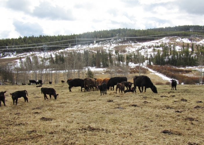 BC Livestock Sale Image