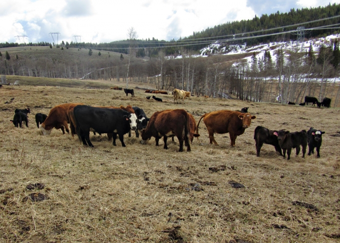 BC Livestock Sale Image