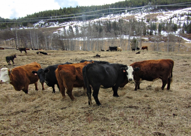 BC Livestock Sale Image