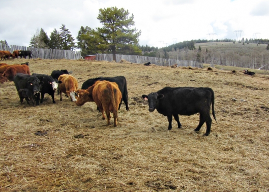 BC Livestock Sale Image
